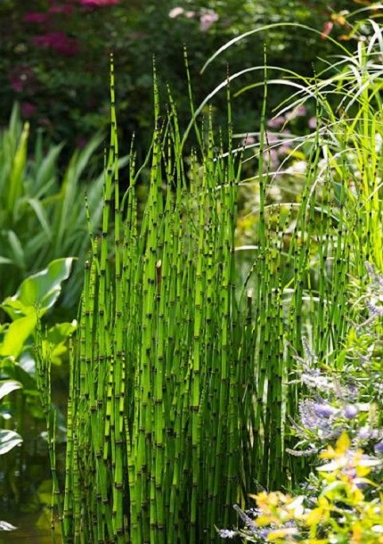 Water Horsetail (Equisetum fluviatile)