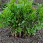 What You Need to Know About Lovage The Forgotten Herb