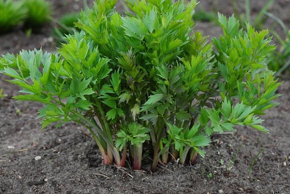 What You Need to Know About Lovage The Forgotten Herb