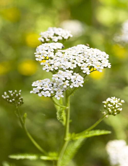 White Yarrow (Achillea millefolium)