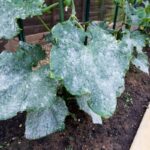 Why Are Your Cucumber Leaves Turning White-How to Treat it