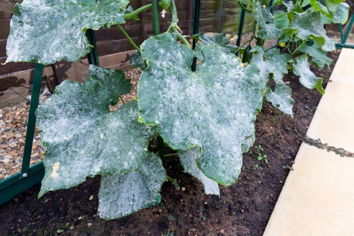 Why Are Your Cucumber Leaves Turning White-How to Treat it