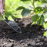 Why You Need To Start Adding Biochar To Your Soil Now & How to Make It