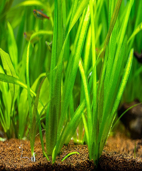 Wild Celery (Vallisneria Americana)