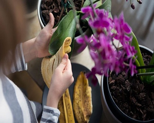 Banana Peel Vinegar for Plants That Like Acidity