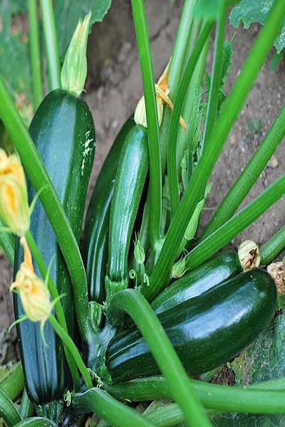 Zucchini & Summer Squash 