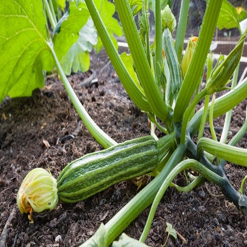 Zucchini - the most popular summer squash