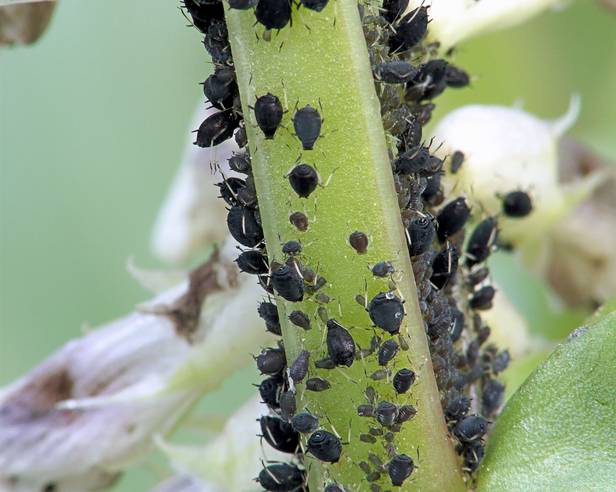 black aphids