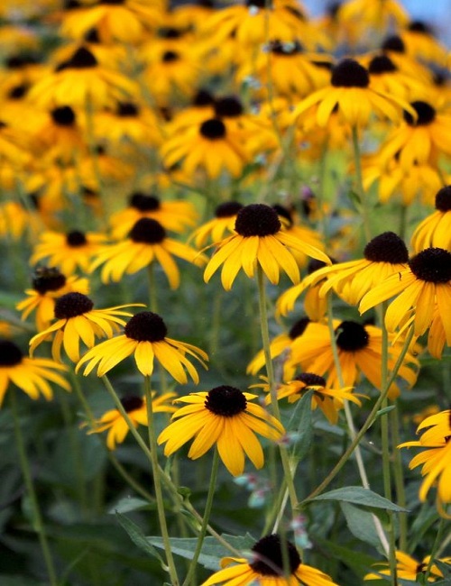 black-eyed susan