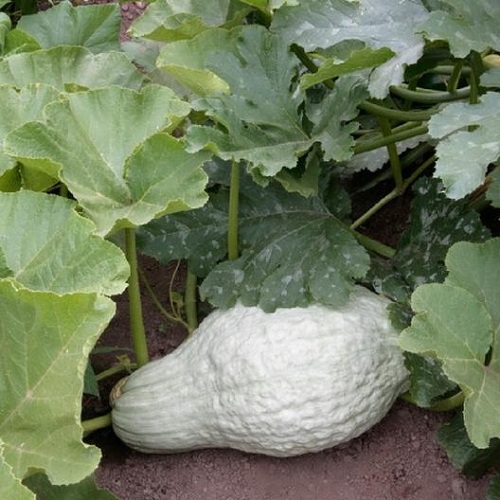 blue hubbard squash