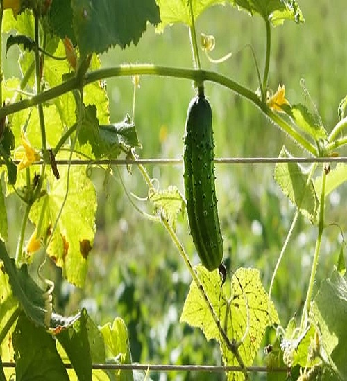 cucumber leaves to turn yellow