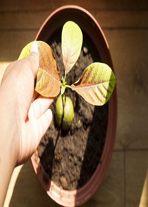 growing avocado