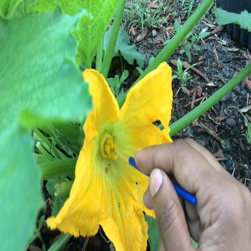 pollinate your flowers by hand