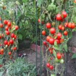 10 Easy Steps to Get 50-80 Pounds of Tomatoes per Plant