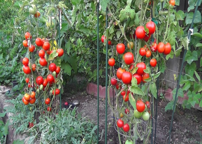 10 Easy Steps to Get 50-80 Pounds of Tomatoes per Plant