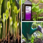 10 Incredible Gardening Uses for Hydrogen Peroxide