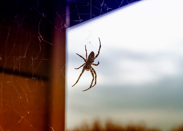 10 Natural Ways to Keep Spiders Away from Your Home