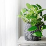 11 Incredible Science-Backed Pothos Plant Advantages