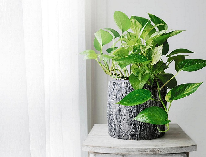 11 Incredible Science-Backed Pothos Plant Advantages