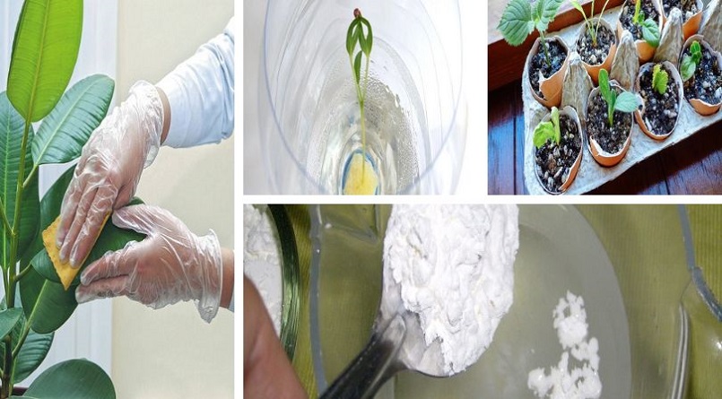 15 Cheap Indoor Plant Hacks You Should Know