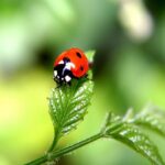 3 Easy Tricks to Attract Ladybugs in Your Garden & Tips to Keep Them!