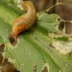 5 Effective Natural Ways to Get Rid of Slugs