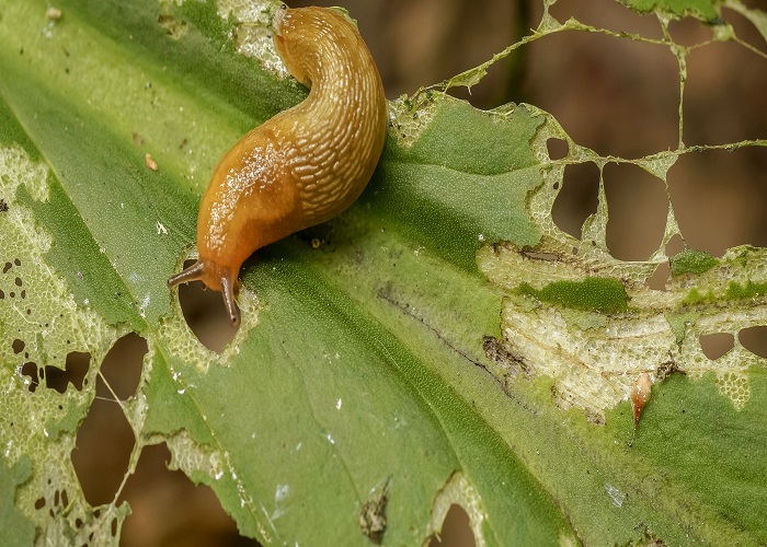 5 Effective Natural Ways to Get Rid of Slugs