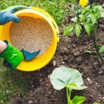 5 Simple Secrets to Fertilizing Your Vegetable Garden