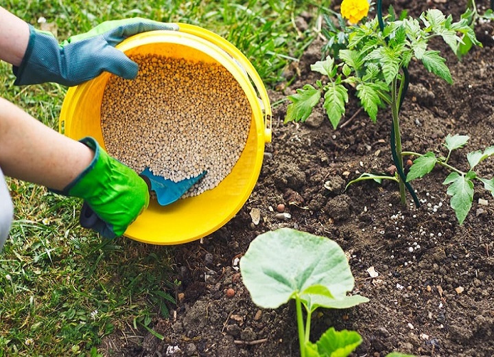 5 Simple Secrets to Fertilizing Your Vegetable Garden