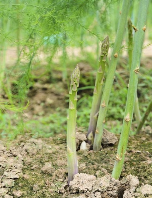 Asparagus – Asparagus officinalis