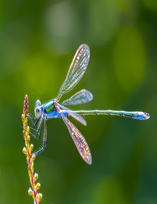 Attract Friendly Insects