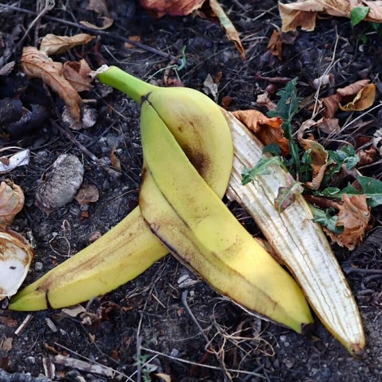 Banana peels should not be thrown away.