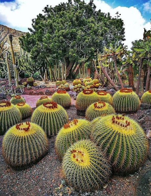 Barrel Cactus