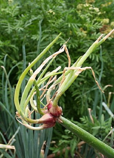 Bunching Onions (Egyptian onions) – Allium proliferum