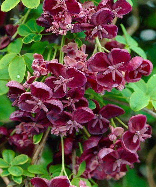 Chocolate Vine