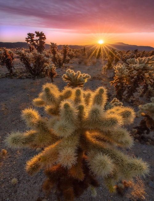 Cholla Cactus