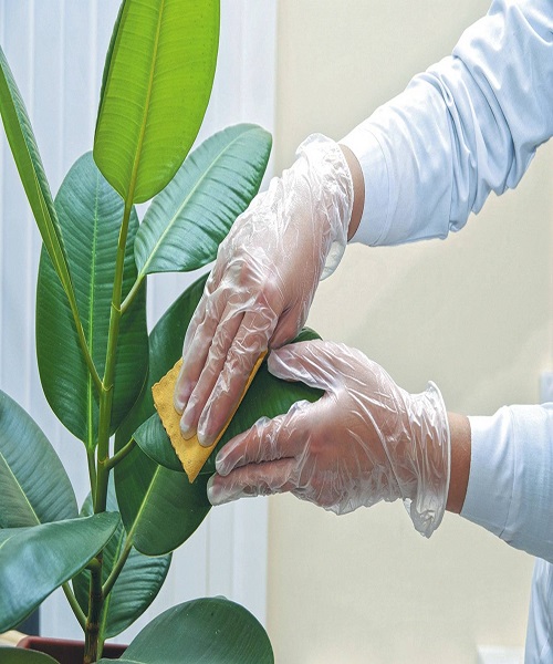 Cleaning houseplants with baking soda