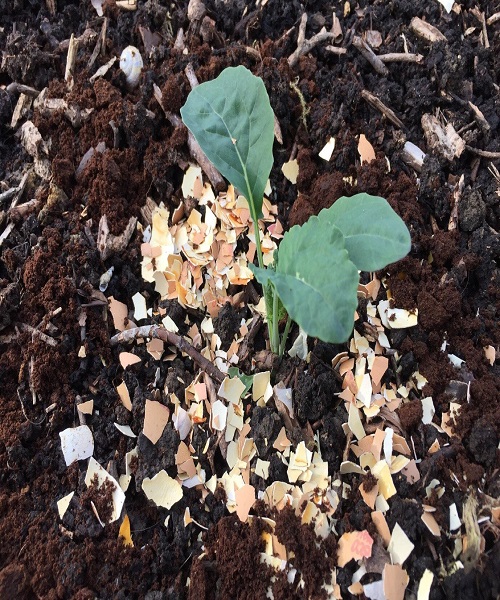 Coffee-Grounds-and-Egg-Shells