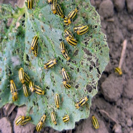 Cucumber Beetles