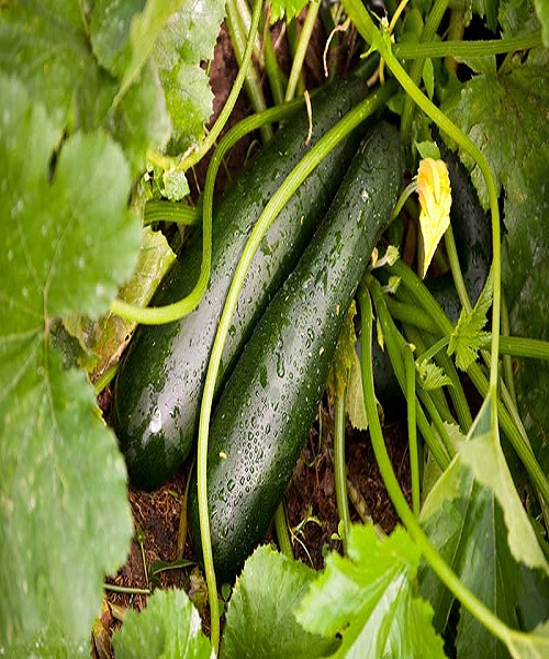 Cucumbers & Zucchini