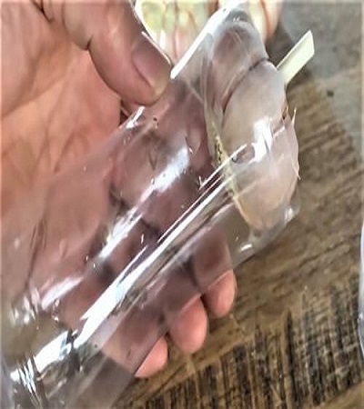 Cut a Small Soda Bottle to Fit Entire Garlic Bulb