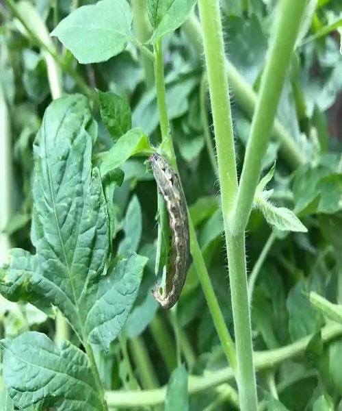 Cutworms