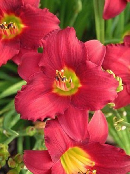 Daylilies – Hemerocallis