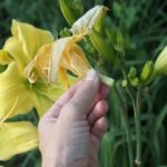 Daylily Care in Summer