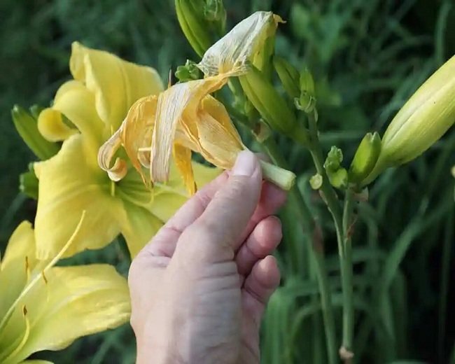 Daylily Care in Summer
