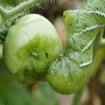 Discover Where Tomato Hornworms Hide Before They Destroy Your Crops with These Simple Tips!