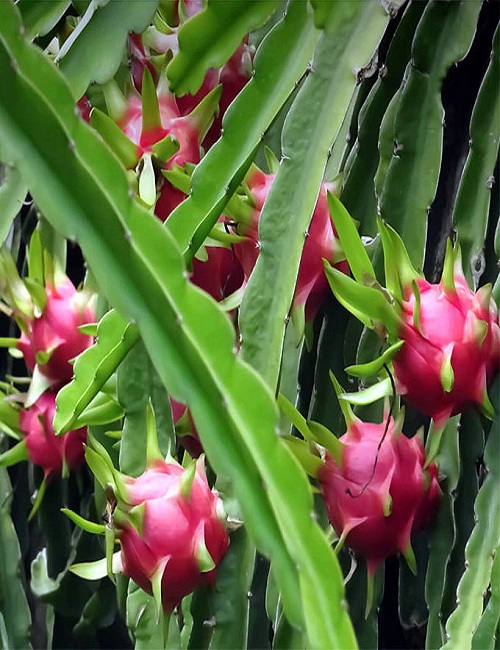 Dragon Fruit Cactus