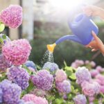 Everything You Need to Know About Hydrangeas Care-Before & After they Bloom