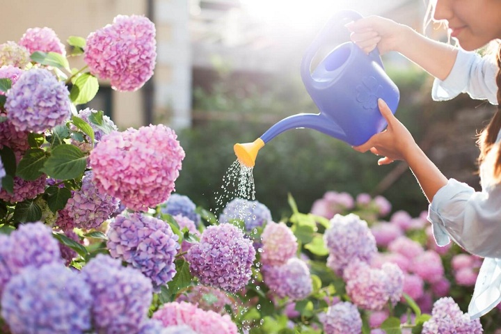 Everything You Need to Know About Hydrangeas Care-Before & After they Bloom
