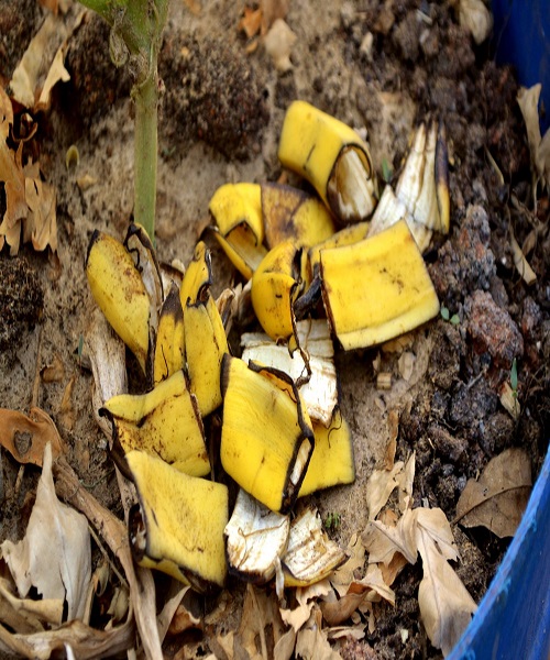 Fertilize with banana peels